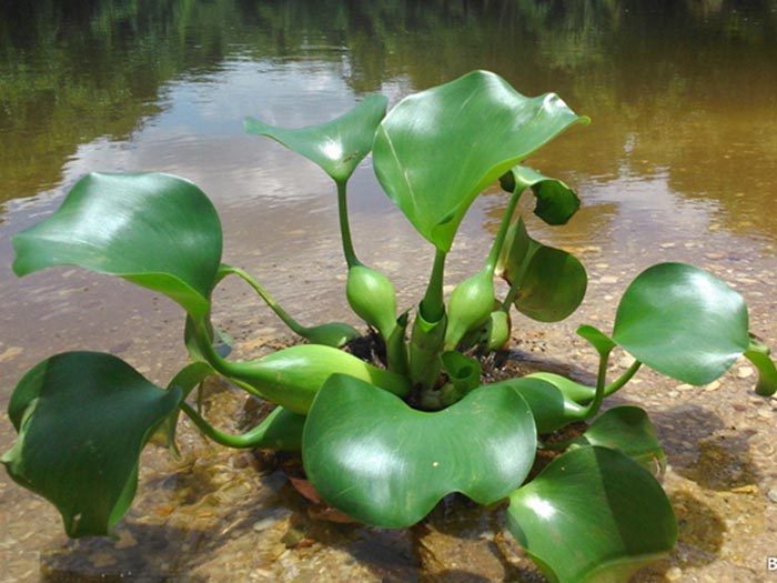 浮水植物水葫芦